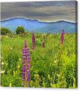 Lupine Breeze Canvas Print