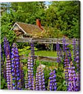 Lupine Cottage Canvas Print