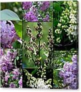 Luscious Lilacs Canvas Print