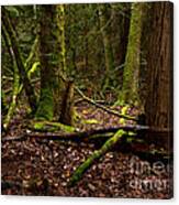 Lush Green Forest Canvas Print