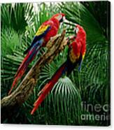 Macaws Canvas Print