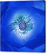 Macro Blue Poppy Flower Abstract Canvas Print