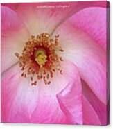 Macro Magic Canvas Print