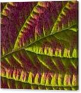 Macro View Of Salmonberry Leaf Changing Canvas Print