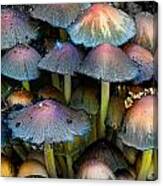 Magic Mushrooms Canvas Print