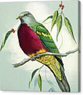 Magnificent Fruit Pigeon Canvas Print