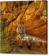 Magnificent Tiger Resting Canvas Print