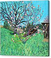 Magnolia Blooming At The Farm Canvas Print