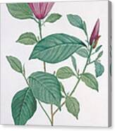 Magnolia Discolor Engraved By Legrand Canvas Print