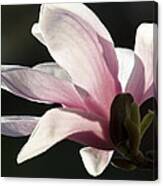 Magnolia Ii Canvas Print