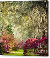 Magnolia Plantation And Gardens Canvas Print