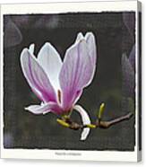 Magnolia Soulangeana Flower Canvas Print