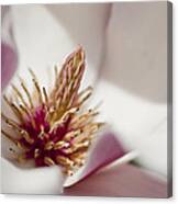 Magnolia Canvas Print