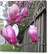 Magnolias In Bloom Canvas Print