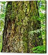 Majestic Spirit Cathedral Grove Canvas Print