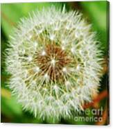 Make A Wish Canvas Print