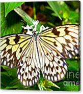 Malabar Tree Nymph Butterfly Canvas Print