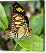 Malachite Butterfly Canvas Print