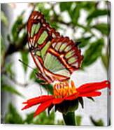 Malachite Butterfly On A Mexican Coneflower Canvas Print