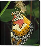 Malay Lacewing Emerging From Cocoon Canvas Print