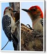 Male & Female Woodpeckers #longisland Canvas Print