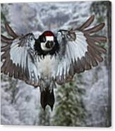 Male Acorn Woodpecker Canvas Print