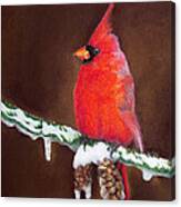 Male Cardinal Canvas Print