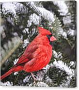 Male Cardinal In The Pines Canvas Print