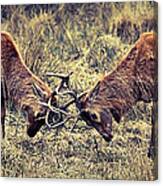 Male Deer Fight Canvas Print