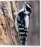 Male Downy Woodpecker Canvas Print