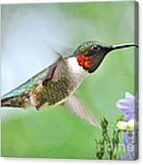 Male Hummingbird Hovering Over Lavender Lapspar Flowers Canvas Print