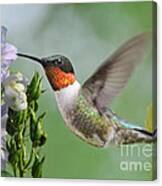 Male Hummingbird Canvas Print