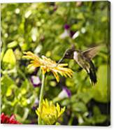Male Hummingbird On Yellow Daisy Canvas Print