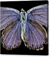 Male Karner Blue Butterfly Canvas Print