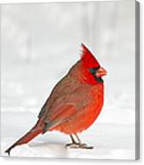 Male Northern Cardinal Canvas Print