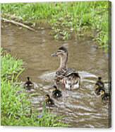 Mallard Duck & Ducklings In The Canvas Print