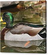 Mallard Duck Canvas Print