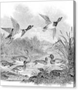 Mallard Ducks Engraving 1812 Canvas Print