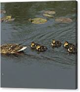 Mallard Mother With Ducklings Canvas Print