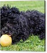 Maltipoo Puppy Playing With A Ball Canvas Print