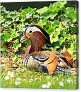 Mandarin Duck In The Grass Canvas Print