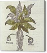Mandrake Plant Canvas Print