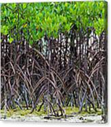 Mangroves Canvas Print