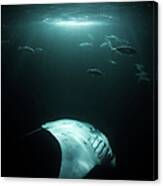 Manta Ray Swims Under Light At Night Canvas Print