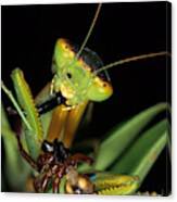 Mantis Eating Spider Canvas Print