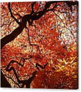 Maple In Fall Canvas Print