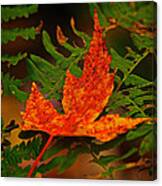 Maple Leaf On Fern Canvas Print