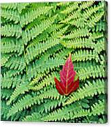 Maple Leaf On Ferns Canvas Print