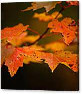 Maple Leaves Canvas Print