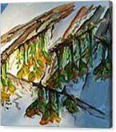 Maple Tree Buds Canvas Print